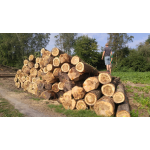 POPLAR LOGS